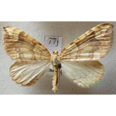 Eulithis populata (Linnaeus, 1758) male Nacinek topolowiak Czech77j